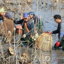 가래치기 이미지