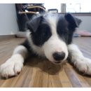 서정동물병원 이미지