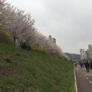 2018안양충훈벚꽃축제 벚꽃터널이 1.5km이어진 꽃길 이미지