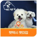 펫미업 | 펫택시는 처음이죠? 반려동물과 함께 타는 이동 서비스 1편, &#39;펫미업(Petmeup)&#39; 탑승 후기