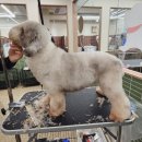 코리아애견샵 이미지