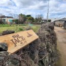 광령귤나무 이미지