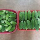 여주-0409 이미지