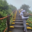 백리향(이명 : 산백리향. 흰백리향) 이미지
