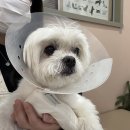 분당밝은아이동물병원 이미지