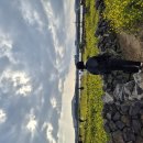 신도리-5 | 2월 제주 유채꽃 어디가 좋을까? 직접 5곳 다녀온 솔직 후기