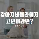 분당씨앤씨유통 | 강아지네블라이저 고민이라면?