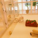 미소댕댕 이미지