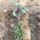 태만농장 이미지