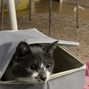 캣그린 | 고양이 캣타워 추천 : 그린웨일 B3 중형 + 원형투명해먹 후기