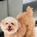 하이댕 이미지