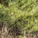 솔잎농장 이미지