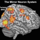 전두엽 개선훈련 82. 욕구표현의 의지는 거울뉴런에 뿌리를 둠 이미지