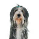 데이즈동물의료센터 이미지