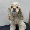 그루머솔 이미지