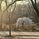 GS25 인천남동 | 인천대공원 벚꽃 보러 가실 분께｜실시간 개화 후기!(250408)