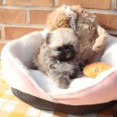 내 품안의 반려견 | 영등포구강아지분양 내품안의반려견 방문후기