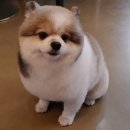 래플즈 동물병원 이미지