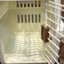 명품켄넬 이미지