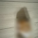 로얄 동물 | 원주 로얄동물병원 햄스터 화장 후기｜특수동물도 정성껏 보내주는 곳