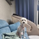 멍블멍블 이미지