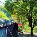 곰순이PC | (추억팔이3탄)우리가 사랑하는 영월 느티나무 캠핑장