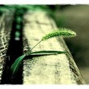 강아지풀 이미지