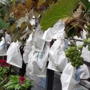 복숭아 펜션 이미지