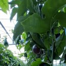 인하농장 이미지