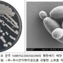 지리산산수유 이미지