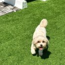 행복펫메이트 이미지