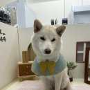 댕댕이 목욕탕 | 서울위탁목욕 대방댕댕이목욕탕 시바견 위탁목욕후기