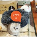 아담스펫 강아지분양 고양이분양 창원점 이미지
