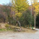 실미농장 | 굴암산 성흥사의 노란 가을과 베어진 살구나무