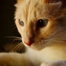 온 그루밍 이미지