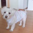 핫!Dog 이미지