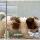 도그마루강아지고양이 - 양천구 오목로 345 | 도그마루강아지고양이
