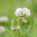 세잎클로버 이미지