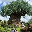 파크호퍼 1일 2파크 : 애니멀킹덤(Animal Kingdom) 할리우드 스튜디오 (Hollywood Studio) 다녀온 후기