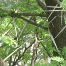 가시(thorn)