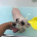 그루밍폼폼 이미지