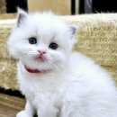 도로시캐터리 이미지