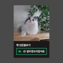 미니콩 | 사막화 없는 고양이두부모래, 참숯 미니입자 써보니 이런 느낌
