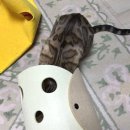 이웃집고양이&루나펠트 | 우리 고양이 최애 - 캣튜디오 고양이 펠트 치즈 터널 내돈내산 후기