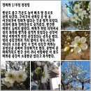 매화1 이미지