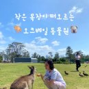 작은동물원 | 오크베일 동물원 후기｜캥거루 먹이주기 체험하고 힐링한 시드니 근교 여행