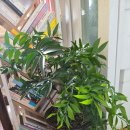 죽백6로 이미지