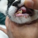 서초힐스동물병원 이미지