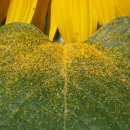 다래실천 이미지