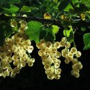 약물중독의 바른 이해 - 알코올 & 카페인 | 과일 해독 주스, 정말 효과 있을까? 건강한 디톡스 완벽 가이드